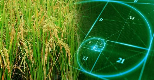 Bí mật của tạo hóa: “Tỷ lệ vàng” trong quy luật đẻ nhánh của cây lúa