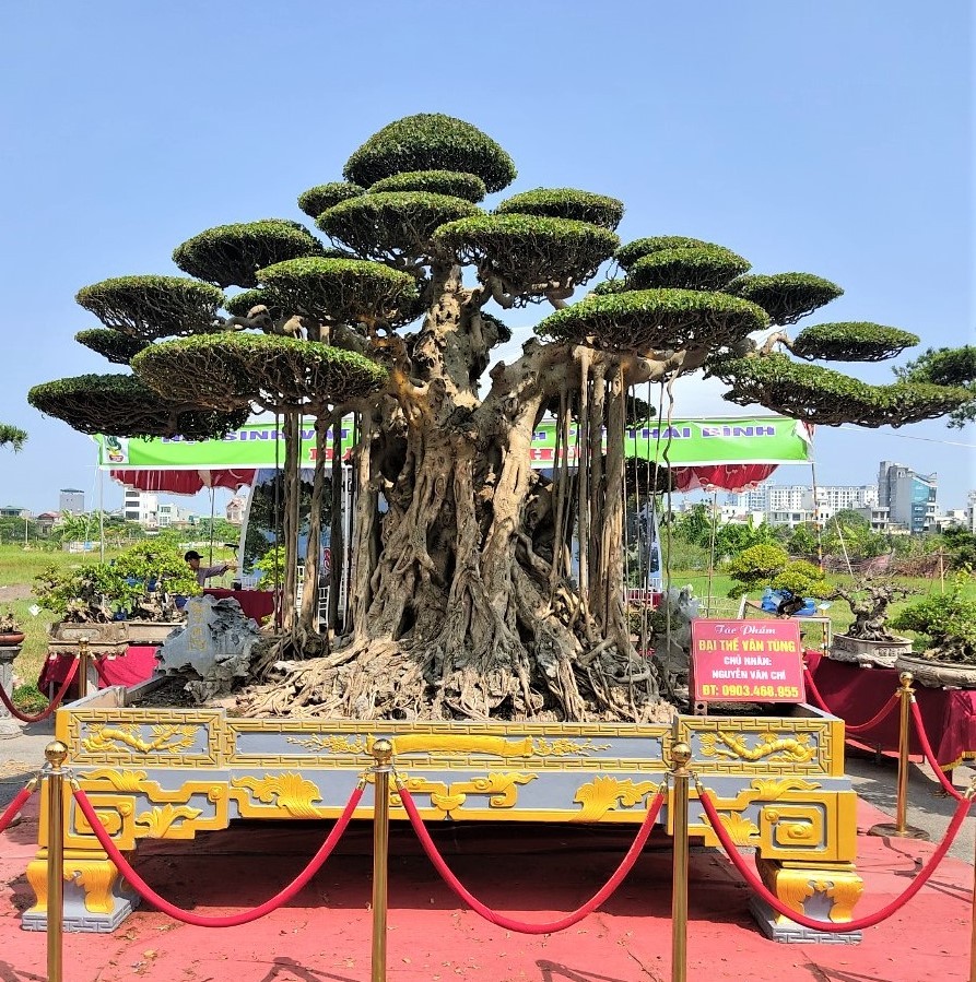Tác phẩm Cây cảnh nghệ thuật tiêu biểu tại Triển lãm Sinh Vật Cảnh thành phố Thái Bình mở rộng lần thứ nhất năm 2022