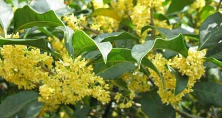 Cây phong thủy giúp gia chủ hút tài lộc