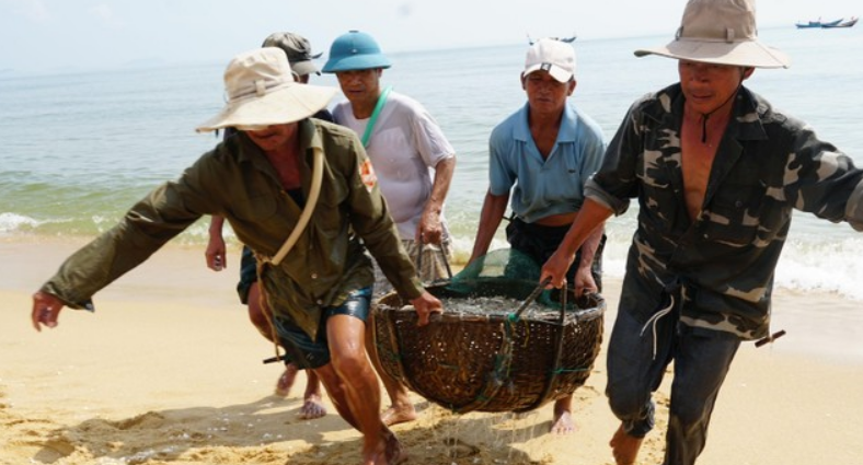 Ngư dân Quảng Bình trúng đậm cá cơm