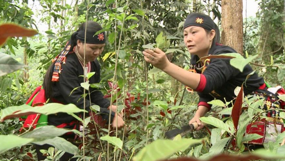 Trăn trở giữ nghề làm thuốc Nam