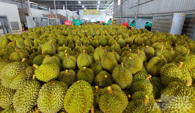 Lô sầu riêng tươi đầu tiên được xuất khẩu sang Trung Quốc