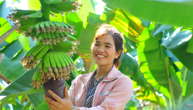 Chuối laba giúp người dân miền núi hết đói nghèo