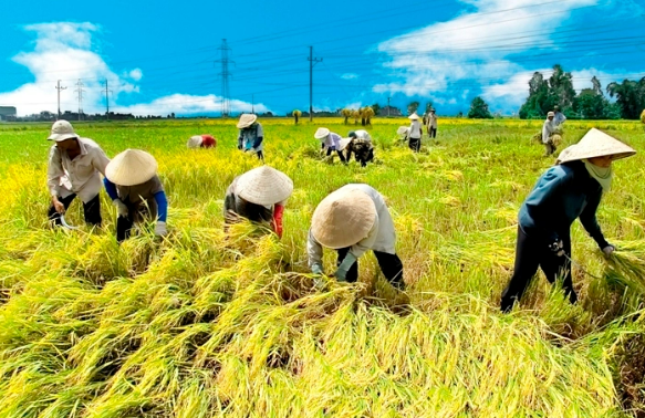 Xây dựng hệ sinh thái các tổ chức kinh tế hợp tác