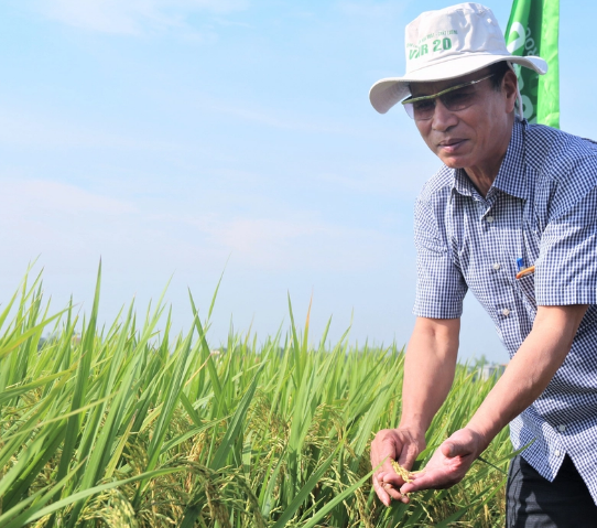 Tận mắt giống lúa OCOP Đài thơm 8 nơi quê lúa Thái Bình