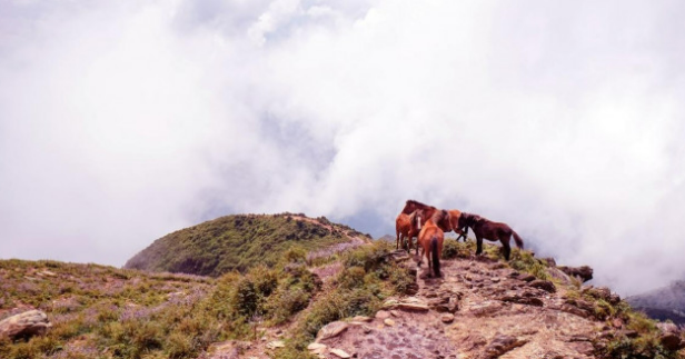 Lên đỉnh Tà Chì Nhù săn mây, ngắm hoa mận rồng