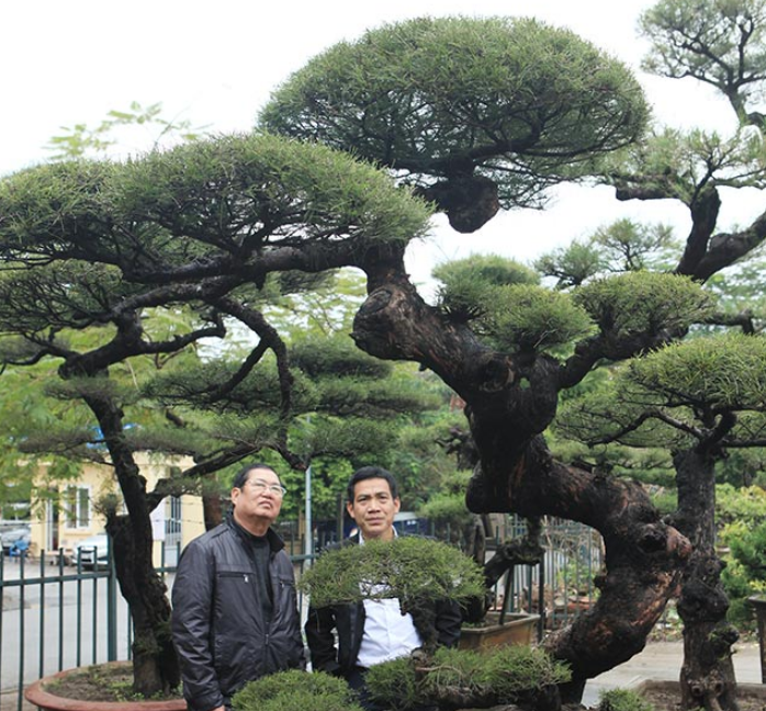 Vườn cây triệu đô của "ông vua phi lao đất Bắc"