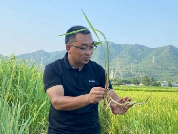 Lúa lưu niên- giải pháp ‘n trong 1’ của Trung Quốc