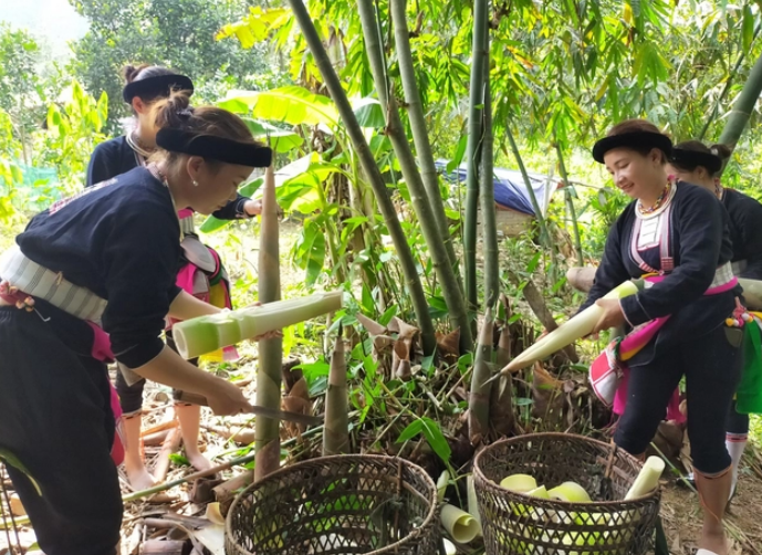 Vùng tre Bát Độ lớn nhất Việt Nam tạo ra những làng quê đáng sống