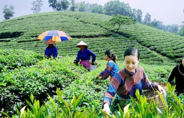 Luật HTX sửa đổi: Xây dựng hệ sinh thái tổ chức kinh tế hợp tác mạnh