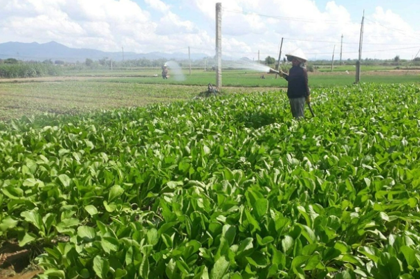 Tư duy thay đổi, rau an toàn lan tỏa mạnh mẽ