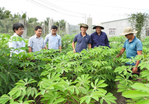 Canh tác thông minh để thích ứng bệnh khảm lá sắn