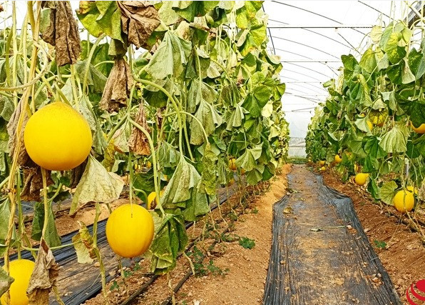 HTX Đông Tiến lợi nhuận từ phát triển công nghệ cao