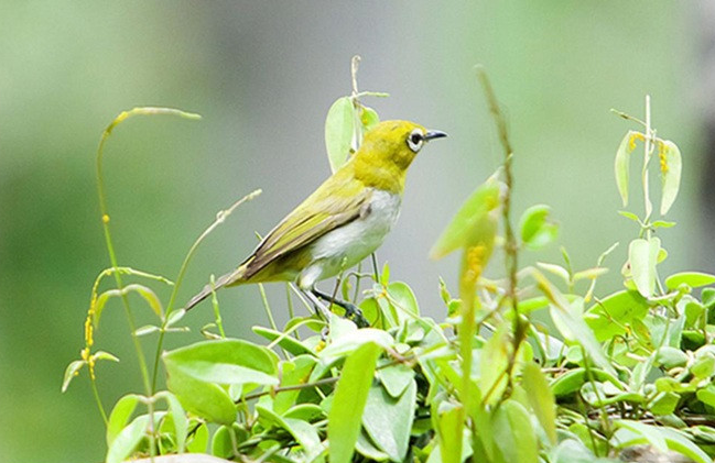 Nguyên nhân làm cho các loài chim ngày càng nhỏ đi trong tự nhiên