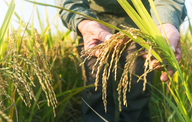 'Lúa công nghệ sinh học siêu áp' tạo ra nhiều hạt hơn 40%