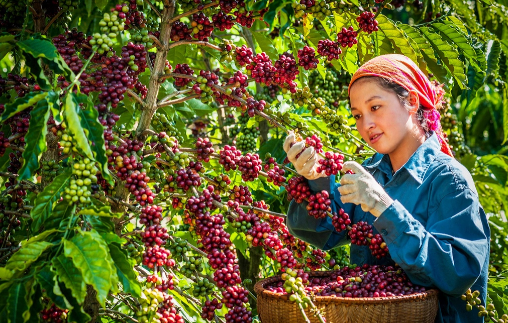 Hoàn thiện quy trình sản xuất thúc đẩy thương mại nông sản