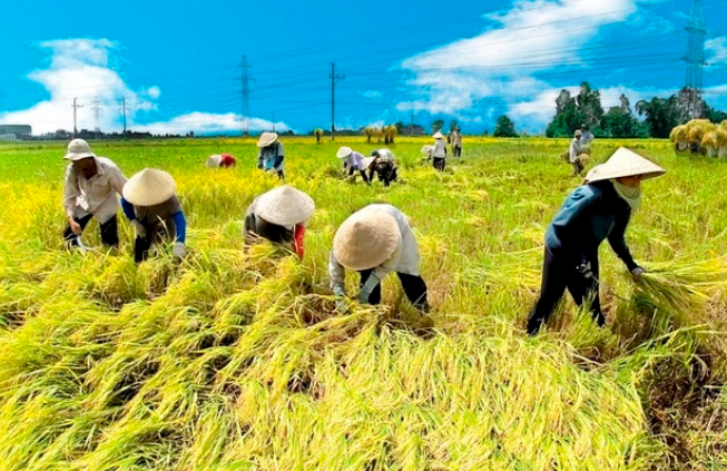 Tổ chức nông dân trong sản xuất và kết nối tiêu thụ sản phẩm an toàn theo chuỗi giá trị