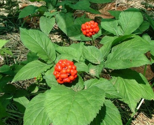 Nghiên cứu đánh giá sinh trưởng phát triển cây dược liệu Tam thất bắc trong ba điều kiện canh tác tại một số huyện tỉnh Quảng Ngãi