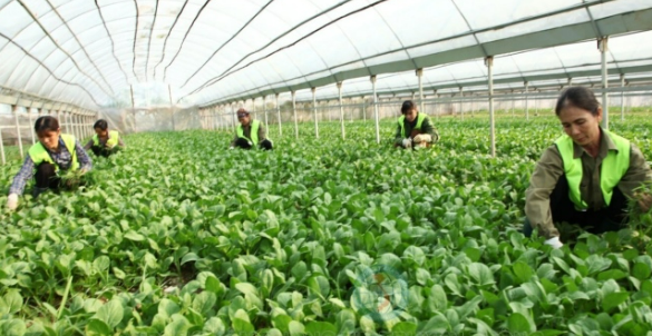 Số hoá để thúc đẩy phát triển kinh tế hợp tác, hợp tác xã