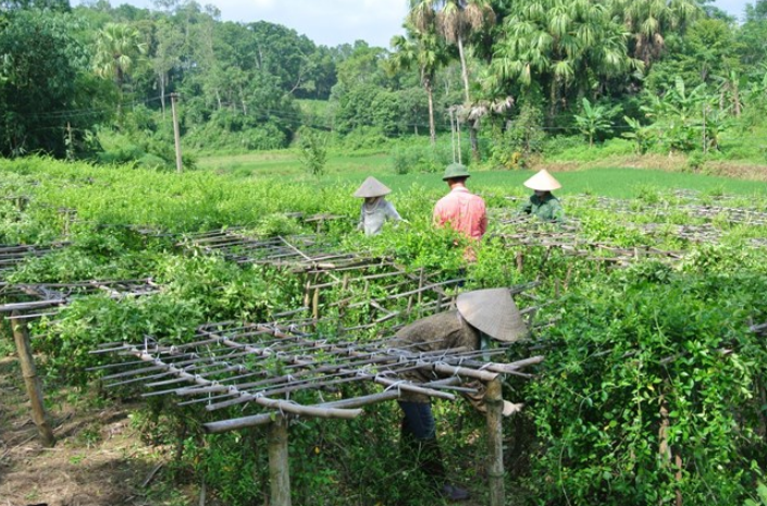 Hỗ trợ đồng bào dân tộc thiểu số và miền núi trồng dược liệu quý