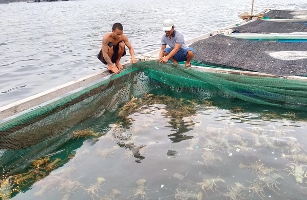 Giải pháp phát triển nghề nuôi tôm hùm bền vững