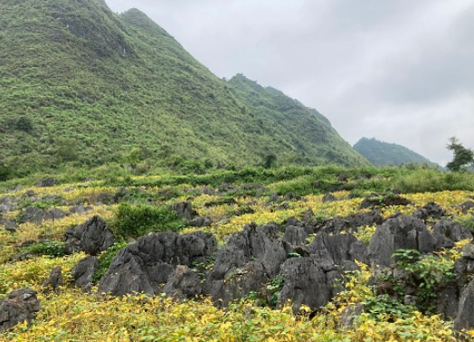 Hanuti chung sức tạo sinh kế cho người dân