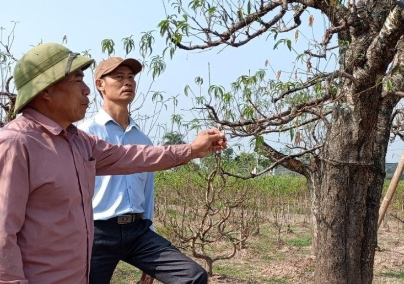Chia sẻ khó khăn với người trồng đào Tết ở Thái Bình do cây chết hàng loạt