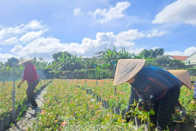 Ngắm vườn sâm quý 'tiến vua' ở Bình Định cho thu nhập hàng trăm triệu đồng