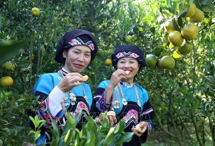 Trái ngọt trên vùng 'đất thép' Mường Khương