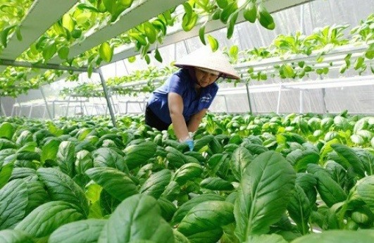 Hà Nội: Nông thôn mới Kiểu mẫu hài hòa với đô thị thông minh và giữ gìn bản sắc