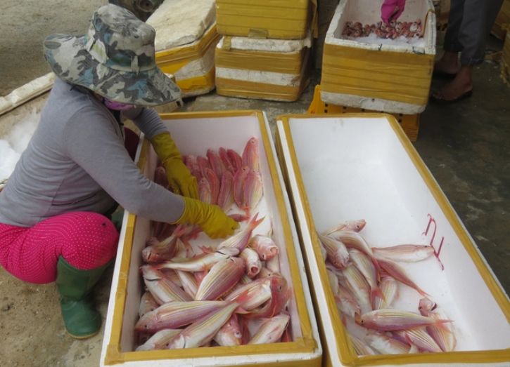 Lênh đênh nghề câu bủa