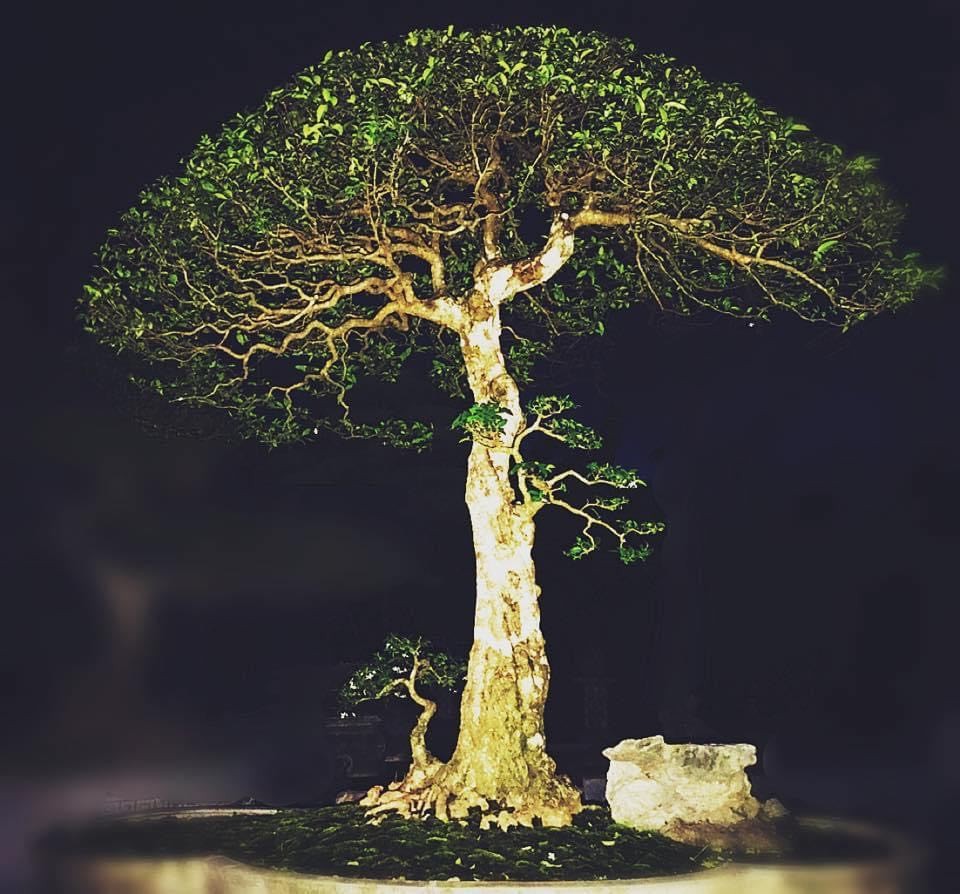 Một loài mai có hoa chiếu thuỷ!