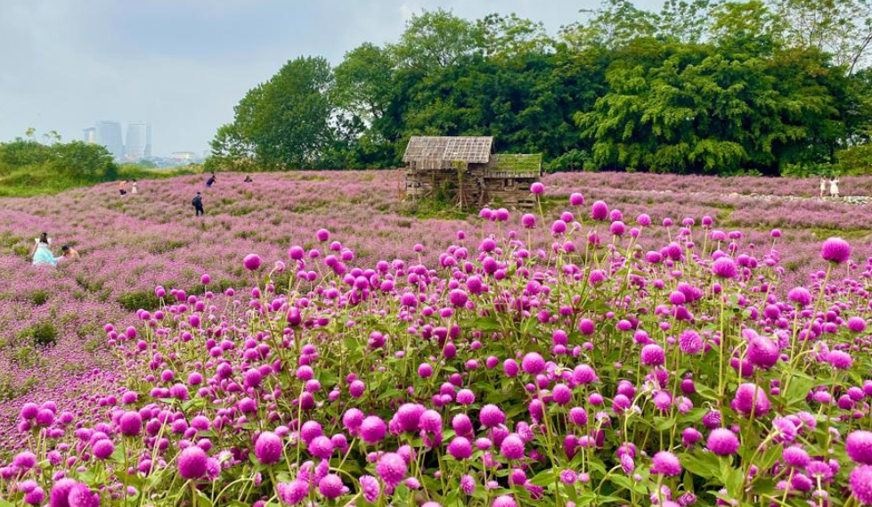 Giới trẻ mê mẩn “check-in" với hoa bách nhật tím