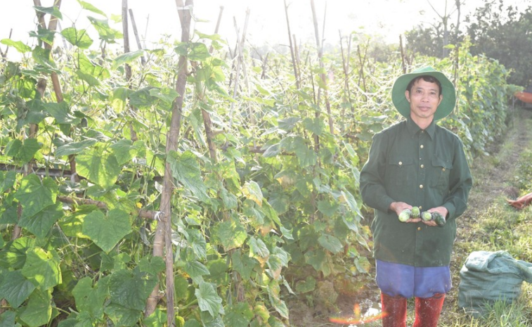 Cách làm ‘ngon, bổ, rẻ’ của nông dân Đô Lương