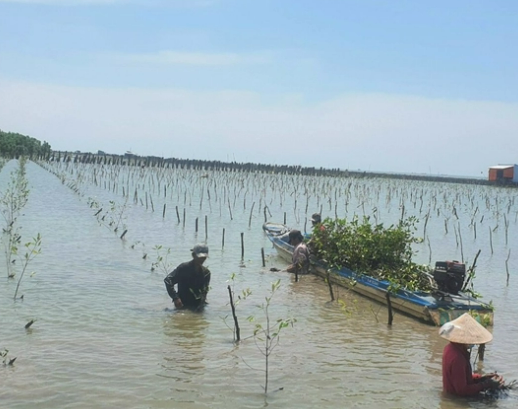 Trồng rừng phòng hộ nơi đầu sóng ngọn gió