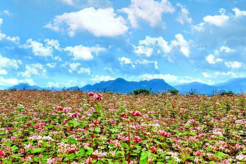 Hà Giang xuất khẩu hạt hoa tam giác mạch sang Nhật Bản