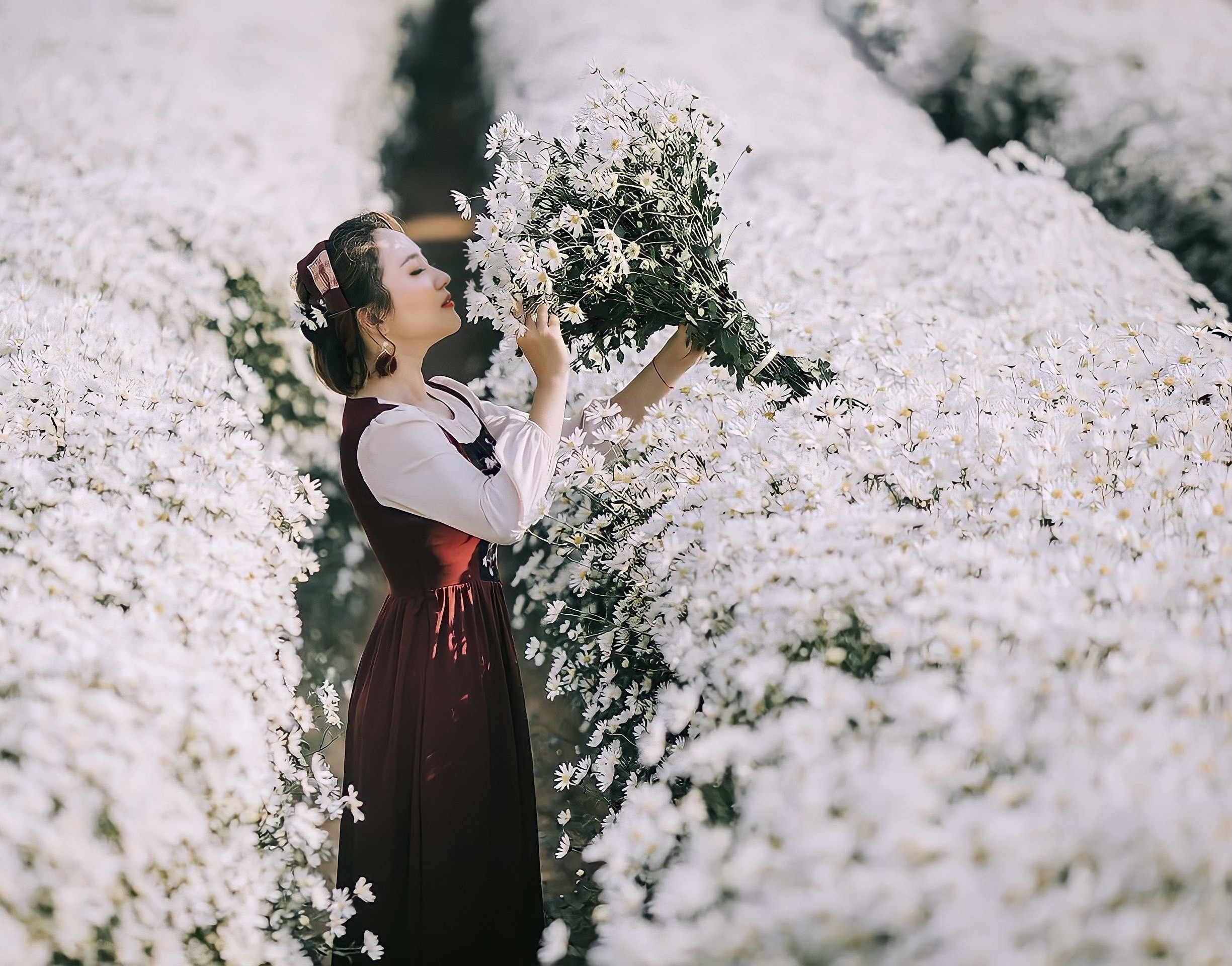 Vẻ đẹp thiếu nữ Hà Thành bên cúc họa mi đầu mùa