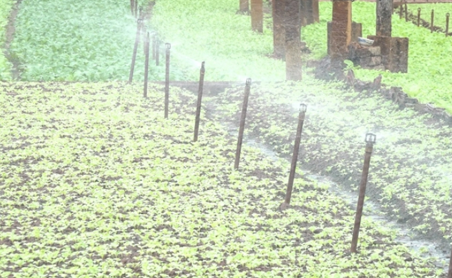 Giải phóng sức lao động người trồng rau từ hệ thống tưới tiết kiệm