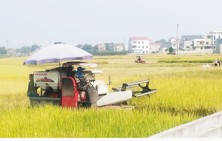 Năng suất lúa nếp Thầu Dầu đạt cao nhất từ trước tới nay