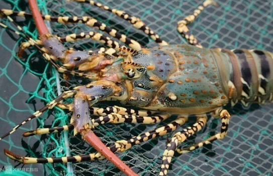 Trung Quốc tăng nhập tôm hùm Việt Nam