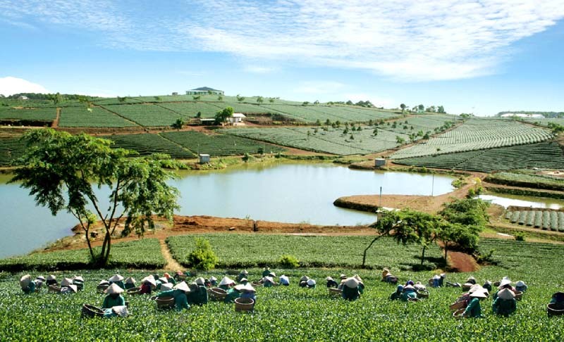 Đến với FESTIVAL hoa Đà Lạt 2022: Đi tìm giá trị văn hoá trà B'lao, tơ lụa Bảo Lộc