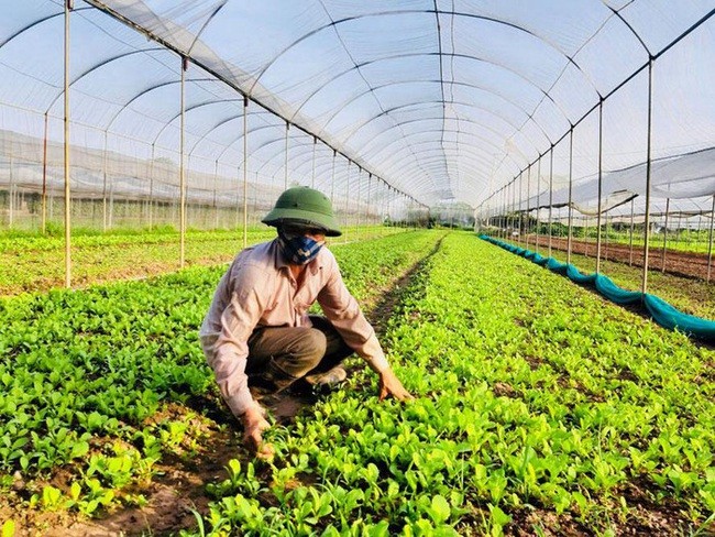 HTX Chúc Sơn thu thành công từ rau VietGAP mang lại giá trị kinh tế cao cho các thành viên