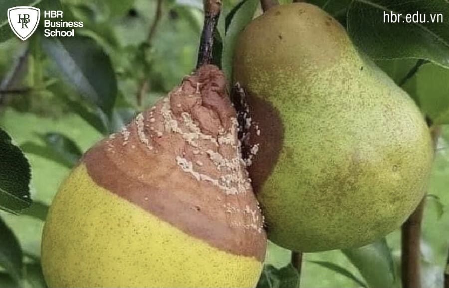 Cạnh quả thối dễ bị thối lây