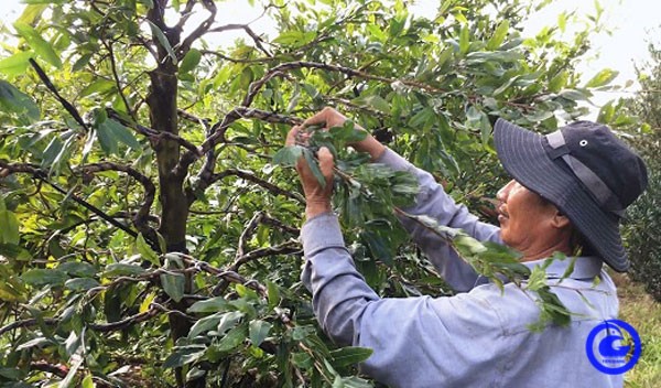 Một ông nông dân đất Tiền Giang trồng tới 10ha mai vàng, có những cây mai "khủng" giá hàng trăm triệu