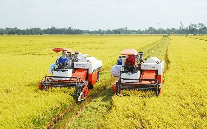 Hạt lúa vàng mùa Xuân đất nước