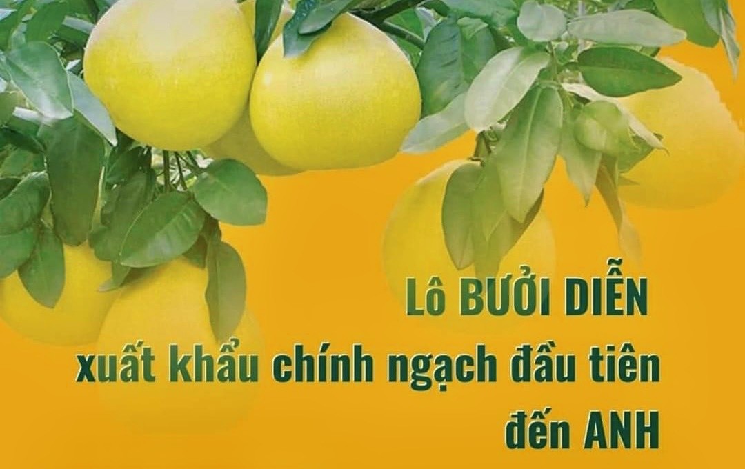 Lô bưởi Diễn xuất khẩu chính ngạch đầu tiên đến Anh