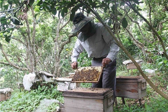 Hiện trạng sản xuất và tiêu thụ sản phẩm mật ong hoa ngũ gia bì Vân Thuỷ, huyện Chi Lăng, tỉnh Lạng Sơn