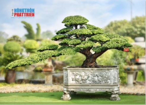 Tác phẩm Thiên Nga Vũ Điệu của Dũng Ka Cơ xác lập Kỷ lục Độc bản Việt Nam