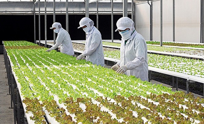 TP. Đà Nẵng: Phát triển nông nghiệp đô thị trên cơ sở ứng dụng công nghệ cao