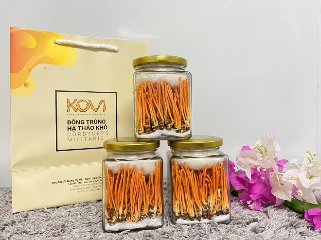 Đông Trùng Hạ Thảo KOVI – sản phẩm OCOP 4 sao